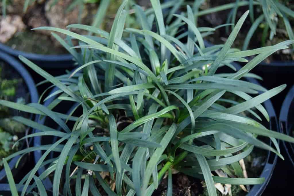 Ophiopogon japonicus ---